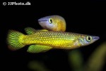 aplocheilus lineatus gold aplocheilus lineatus gold