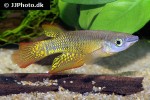 aplocheilus lineatus nature gold aplocheilus lineatus nature gold