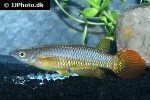 aplocheilus lineatus red aplocheilus lineatus red