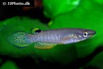 aplocheilus panchax aplocheilus panchax