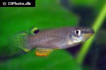 aplocheilus panchax aplocheilus panchax