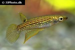 aplocheilus parvus aplocheilus parvus