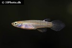 aplocheilus parvus aplocheilus parvus