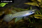 aplocheilus parvus aplocheilus parvus