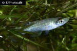 aplocheilus parvus aplocheilus parvus