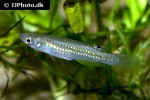 aplocheilus parvus aplocheilus parvus