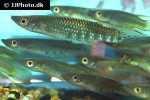 aplocheilus werneri aplocheilus werneri