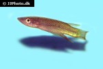 aplocheilus werneri aplocheilus werneri