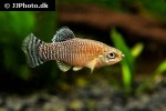 apricaphanius iberus apricaphanius iberus