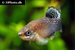 apricaphanius iberus apricaphanius iberus