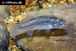 apricaphanius iberus apricaphanius iberus