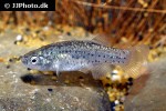 apricaphanius iberus apricaphanius iberus