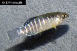 esmaeilius aff isfahanensis esmaeilius aff isfahanensis