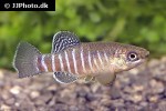 esmaeilius aff isfahanensis esmaeilius aff isfahanensis
