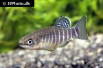 esmaeilius aff isfahanensis esmaeilius aff isfahanensis