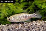 esmaeilius aff isfahanensis esmaeilius aff isfahanensis