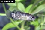 esmaeilius persicus esmaeilius persicus