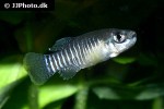 esmaeilius persicus esmaeilius persicus