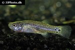 esmaeilius sophiae esmaeilius sophiae