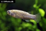 esmaeilius vladykovi esmaeilius vladykovi