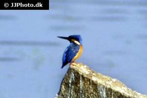 Kingfishers & Bee-eaters