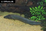 apteronotus leptorhynchus