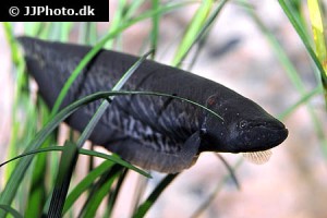 Knifefish / Featherbacks