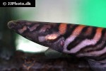gymnotus tigre