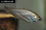 notopterus notopterus notopterus notopterus