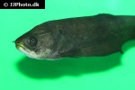 papyrocranus afer papyrocranus afer