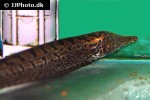 rhamphichthys rostratus rhamphichthys rostratus