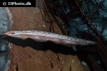 rhamphichthys rostratus rhamphichthys rostratus