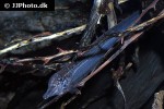 rhamphichthys rostratus rhamphichthys rostratus