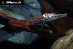 rhamphichthys rostratus rhamphichthys rostratus