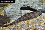 steatogenys duidae steatogenys duidae