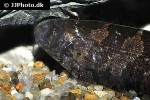 steatogenys duidae steatogenys duidae