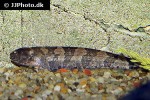 steatogenys duidae steatogenys duidae