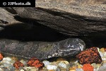 steatogenys duidae steatogenys duidae