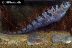 steatogenys elegans steatogenys elegans