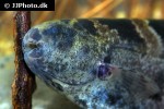 steatogenys elegans steatogenys elegans