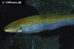 sternopygus macrurus sternopygus macrurus