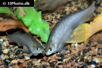 xenomystus nigri xenomystus nigri
