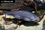 xenomystus nigri xenomystus nigri