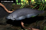 xenomystus nigri xenomystus nigri