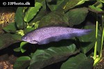 xenomystus nigri xenomystus nigri