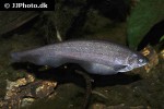 xenomystus nigri xenomystus nigri