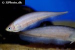 xenomystus nigri xenomystus nigri