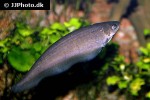 xenomystus nigri xenomystus nigri