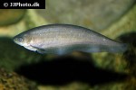 xenomystus nigri xenomystus nigri
