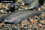 xenomystus nigri xenomystus nigri